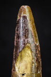 20882 - Well Preserved 1.69 Inch Spinosaurus Dinosaur Tooth Cretaceous