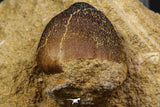 06596 - Nicely Preserved 0.92 Inch Globidens phosphaticus (Mosasaur) Tooth on Matrix Cretaceous