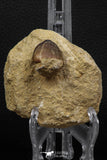 06596 - Nicely Preserved 0.92 Inch Globidens phosphaticus (Mosasaur) Tooth on Matrix Cretaceous