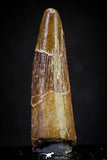 20882 - Well Preserved 1.69 Inch Spinosaurus Dinosaur Tooth Cretaceous