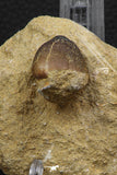 06596 - Nicely Preserved 0.92 Inch Globidens phosphaticus (Mosasaur) Tooth on Matrix Cretaceous