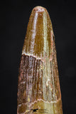 20882 - Well Preserved 1.69 Inch Spinosaurus Dinosaur Tooth Cretaceous
