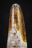 20883 - Well Preserved 1.59 Inch Spinosaurus Dinosaur Tooth Cretaceous