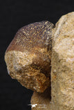 06596 - Nicely Preserved 0.92 Inch Globidens phosphaticus (Mosasaur) Tooth on Matrix Cretaceous