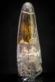 20883 - Well Preserved 1.59 Inch Spinosaurus Dinosaur Tooth Cretaceous