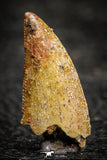 22311 - Well Preserved 0.71 Inch Serrated Abelisaur Dinosaur Tooth Cretaceous KemKem Beds