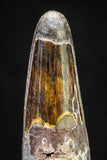 20883 - Well Preserved 1.59 Inch Spinosaurus Dinosaur Tooth Cretaceous