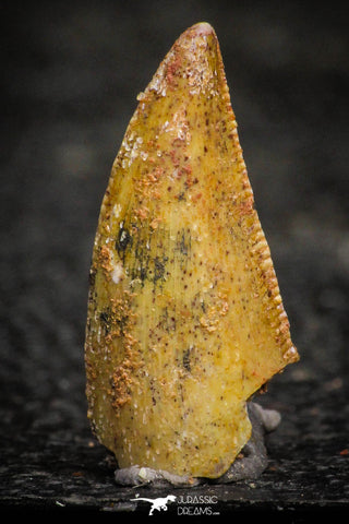 22311 - Well Preserved 0.71 Inch Serrated Abelisaur Dinosaur Tooth Cretaceous KemKem Beds