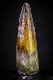 20884 - Well Preserved 1.62 Inch Spinosaurus Dinosaur Tooth Cretaceous