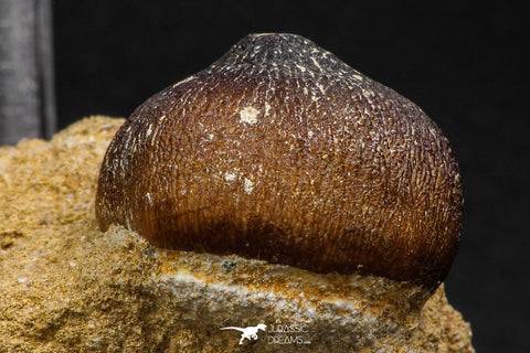 06597 - Nicely Preserved 0.96 Inch Globidens phosphaticus (Mosasaur) Tooth on Matrix Cretaceous