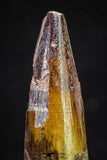 20884 - Well Preserved 1.62 Inch Spinosaurus Dinosaur Tooth Cretaceous