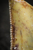 22312 - Well Preserved 0.66 Inch Serrated Abelisaur Dinosaur Tooth Cretaceous KemKem Beds