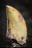 22312 - Well Preserved 0.66 Inch Serrated Abelisaur Dinosaur Tooth Cretaceous KemKem Beds