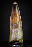 20884 - Well Preserved 1.62 Inch Spinosaurus Dinosaur Tooth Cretaceous