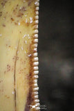 22312 - Well Preserved 0.66 Inch Serrated Abelisaur Dinosaur Tooth Cretaceous KemKem Beds