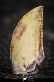22312 - Well Preserved 0.66 Inch Serrated Abelisaur Dinosaur Tooth Cretaceous KemKem Beds