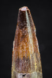 20884 - Well Preserved 1.62 Inch Spinosaurus Dinosaur Tooth Cretaceous