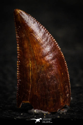 22313 - Nicely Preserved Dark 0.65 Inch Abelisaur Dinosaur Tooth Cretaceous KemKem Beds