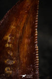 22313 - Nicely Preserved Dark 0.65 Inch Abelisaur Dinosaur Tooth Cretaceous KemKem Beds
