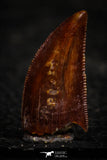22313 - Nicely Preserved Dark 0.65 Inch Abelisaur Dinosaur Tooth Cretaceous KemKem Beds