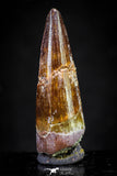 20885 - Well Preserved 1.41 Inch Spinosaurus Dinosaur Tooth Cretaceous