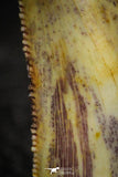 22314 - Beautiful 0.72 Inch Abelisaur Dinosaur Tooth Cretaceous KemKem Beds