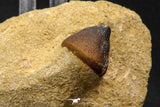 06598 - Nicely Preserved 0.89 Inch Globidens phosphaticus (Mosasaur) Tooth on Matrix Cretaceous