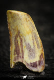 22314 - Beautiful 0.72 Inch Abelisaur Dinosaur Tooth Cretaceous KemKem Beds