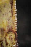 22314 - Beautiful 0.72 Inch Abelisaur Dinosaur Tooth Cretaceous KemKem Beds