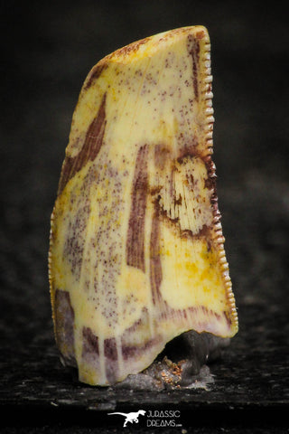 22314 - Beautiful 0.72 Inch Abelisaur Dinosaur Tooth Cretaceous KemKem Beds
