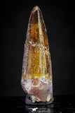 20885 - Well Preserved 1.41 Inch Spinosaurus Dinosaur Tooth Cretaceous