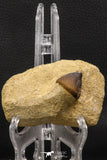 06598 - Nicely Preserved 0.89 Inch Globidens phosphaticus (Mosasaur) Tooth on Matrix Cretaceous