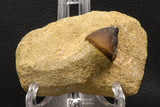 06598 - Nicely Preserved 0.89 Inch Globidens phosphaticus (Mosasaur) Tooth on Matrix Cretaceous