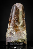 20886 - Well Preserved 1.19 Inch Spinosaurus Dinosaur Tooth Cretaceous