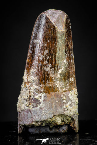 20886 - Well Preserved 1.19 Inch Spinosaurus Dinosaur Tooth Cretaceous