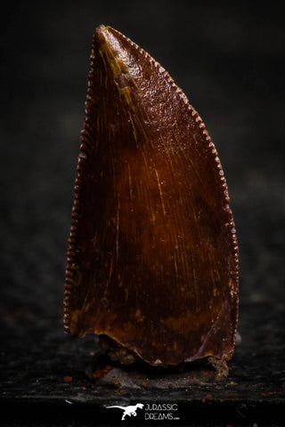 22316 - Nicely Preserved Dark 0.70 Inch Abelisaur Dinosaur Tooth Cretaceous KemKem Beds