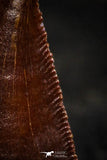 22316 - Nicely Preserved Dark 0.70 Inch Abelisaur Dinosaur Tooth Cretaceous KemKem Beds