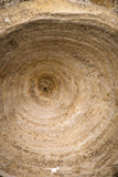08035 - Top Beautiful 2.69 Inch Enchodus libycus Vertebra Bone Late Cretaceous