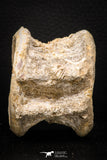 08035 - Top Beautiful 2.69 Inch Enchodus libycus Vertebra Bone Late Cretaceous