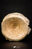 08035 - Top Beautiful 2.69 Inch Enchodus libycus Vertebra Bone Late Cretaceous