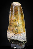 20887 - Well Preserved 1.37 Inch Spinosaurus Dinosaur Tooth Cretaceous