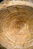 08035 - Top Beautiful 2.69 Inch Enchodus libycus Vertebra Bone Late Cretaceous