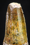 20887 - Well Preserved 1.37 Inch Spinosaurus Dinosaur Tooth Cretaceous