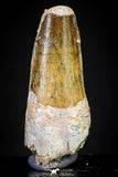 20887 - Well Preserved 1.37 Inch Spinosaurus Dinosaur Tooth Cretaceous