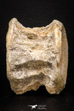08035 - Top Beautiful 2.69 Inch Enchodus libycus Vertebra Bone Late Cretaceous