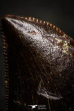 22317 - Nicely Serrated 0.79 Inch Juvenile Carcharodontosaurus Dinosaur Tooth KemKem