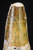 20887 - Well Preserved 1.37 Inch Spinosaurus Dinosaur Tooth Cretaceous