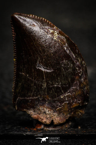 22317 - Nicely Serrated 0.79 Inch Juvenile Carcharodontosaurus Dinosaur Tooth KemKem