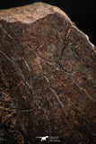 06289 - Nice Polished Section NWA Unclassified L-H Type Ordinary Chondrite Meteorite 21.0g