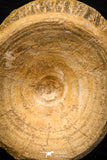 08036 - Top Beautiful 2.72 Inch Enchodus libycus Vertebra Bone Late Cretaceous